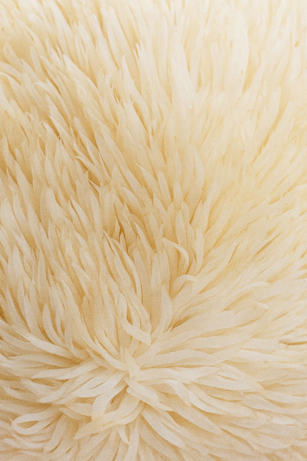 Lion’s Mane